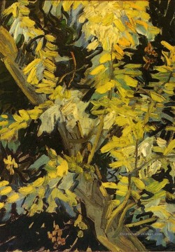 Floraison Acacia Branches Vincent van Gogh Peinture à l'huile